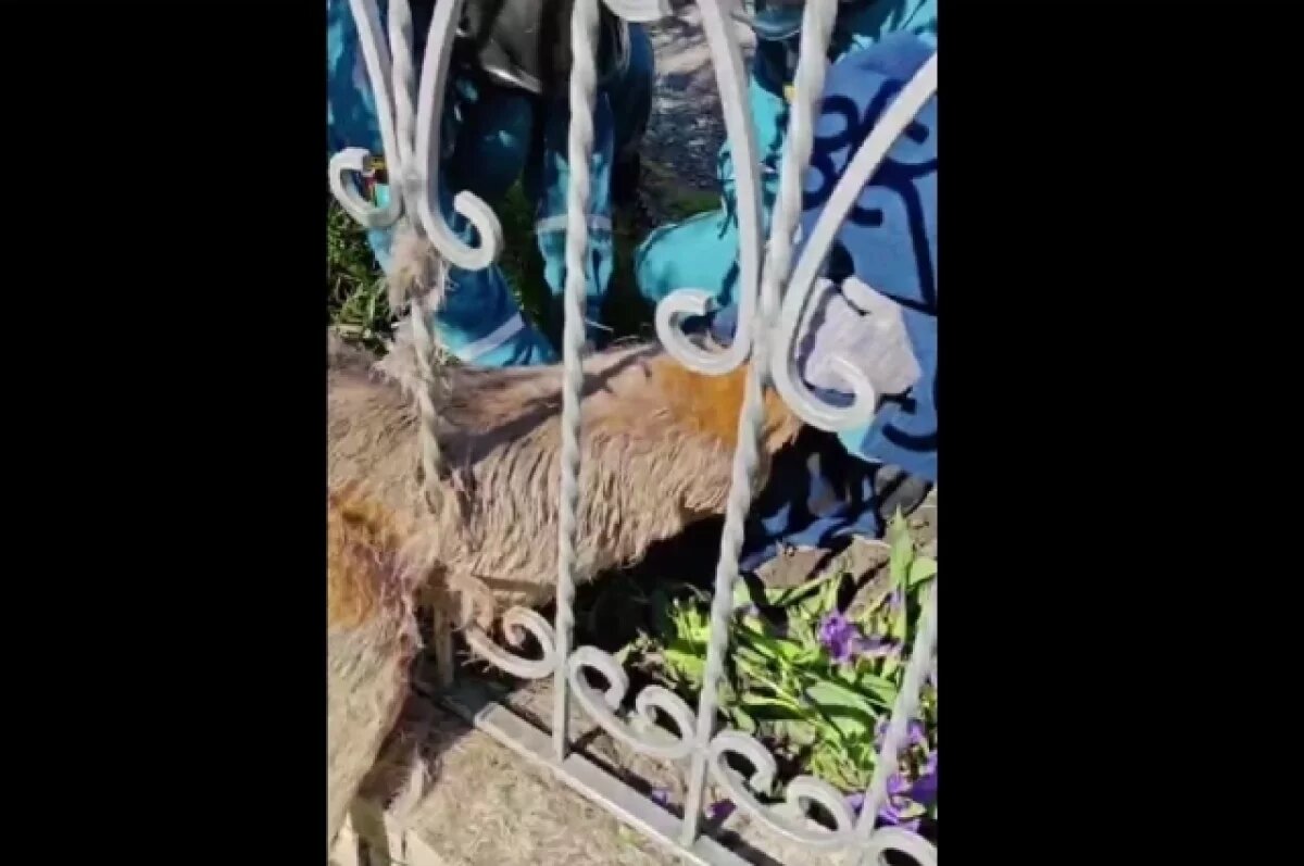    В Ульяновске спасли застрявшего в заборе самца косули