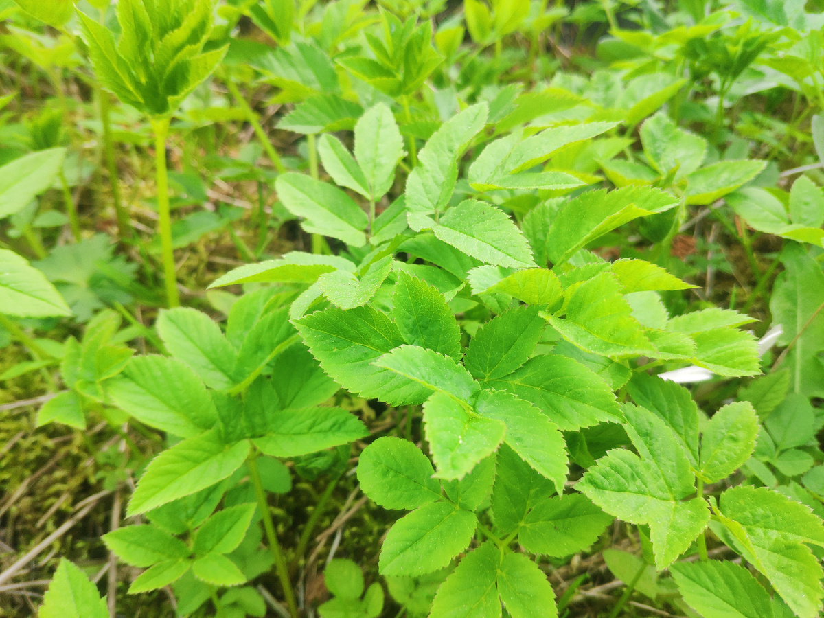 Сныть молодая, фото автора