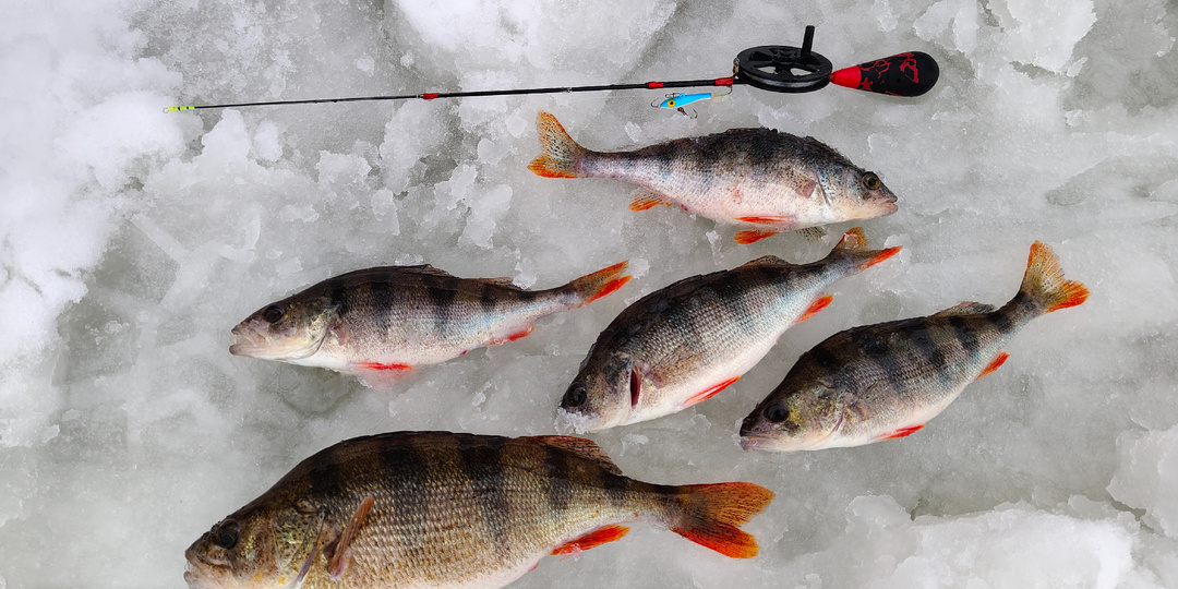 Какой выбрать балансир для ловли окуня.