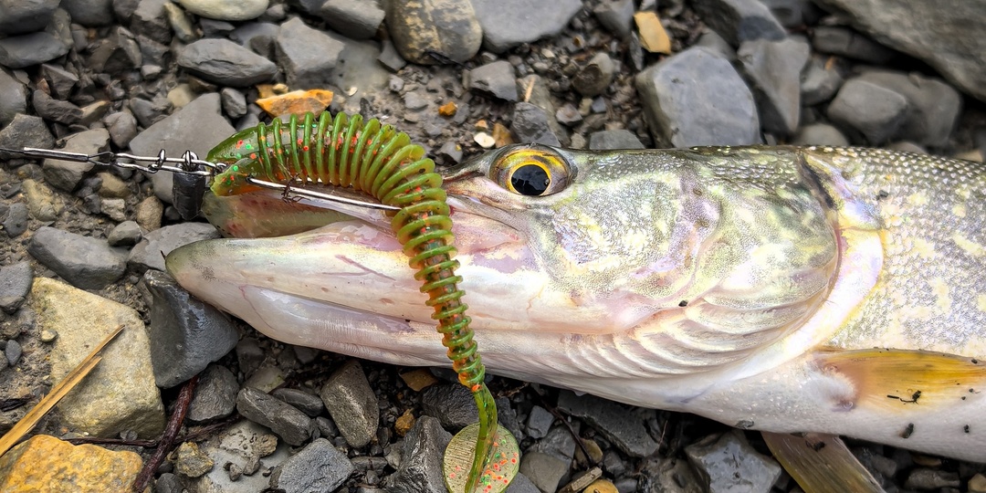 Резина для щуки! Нужен ли съедобный силикон щуке!?