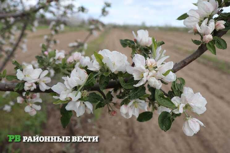    Фото из архива "РВ" Василий Шеин