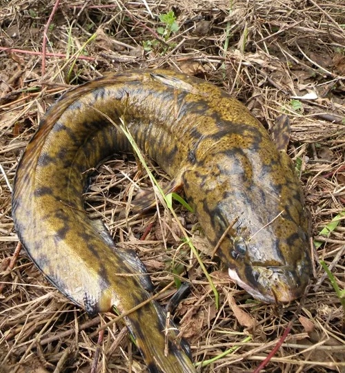 Как поймать крупного налима.