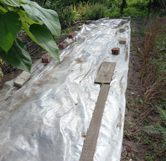 Когда есть возможность, готовлю грядку осенью, нет - весной