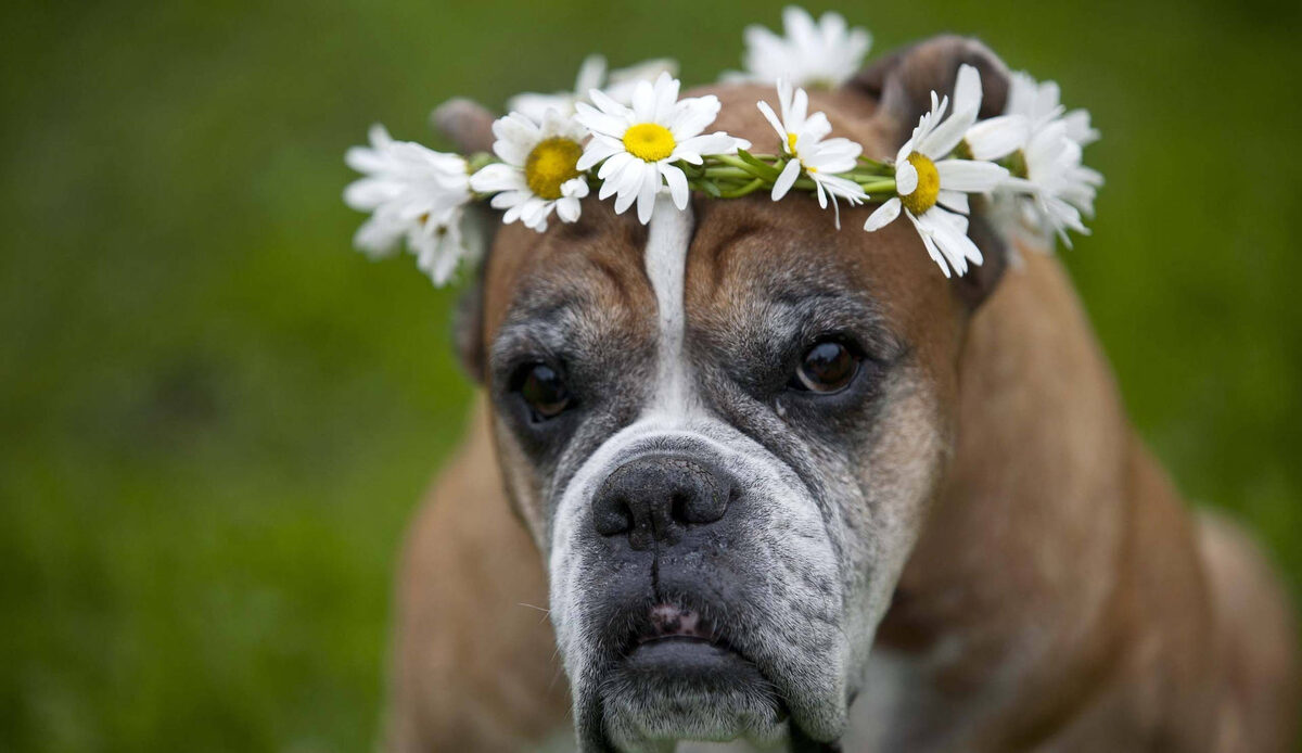 источник фото: https://wallpapers.com/images/hd/boxer-dog-flower-crown-ki6w2x5xcue4gdjz.jpg