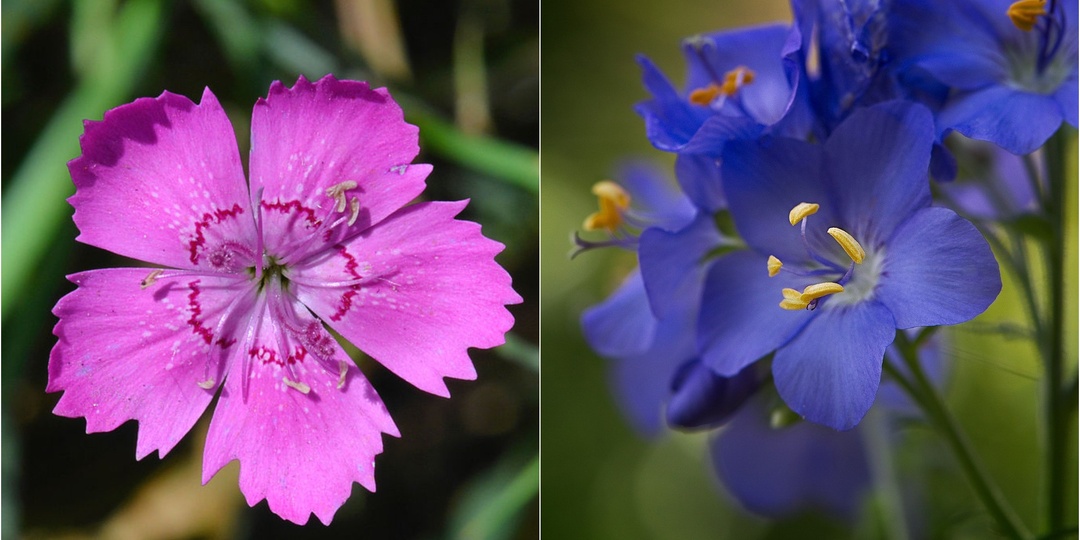 10 растений из Красной книги, которые могут расти у вас под окнами