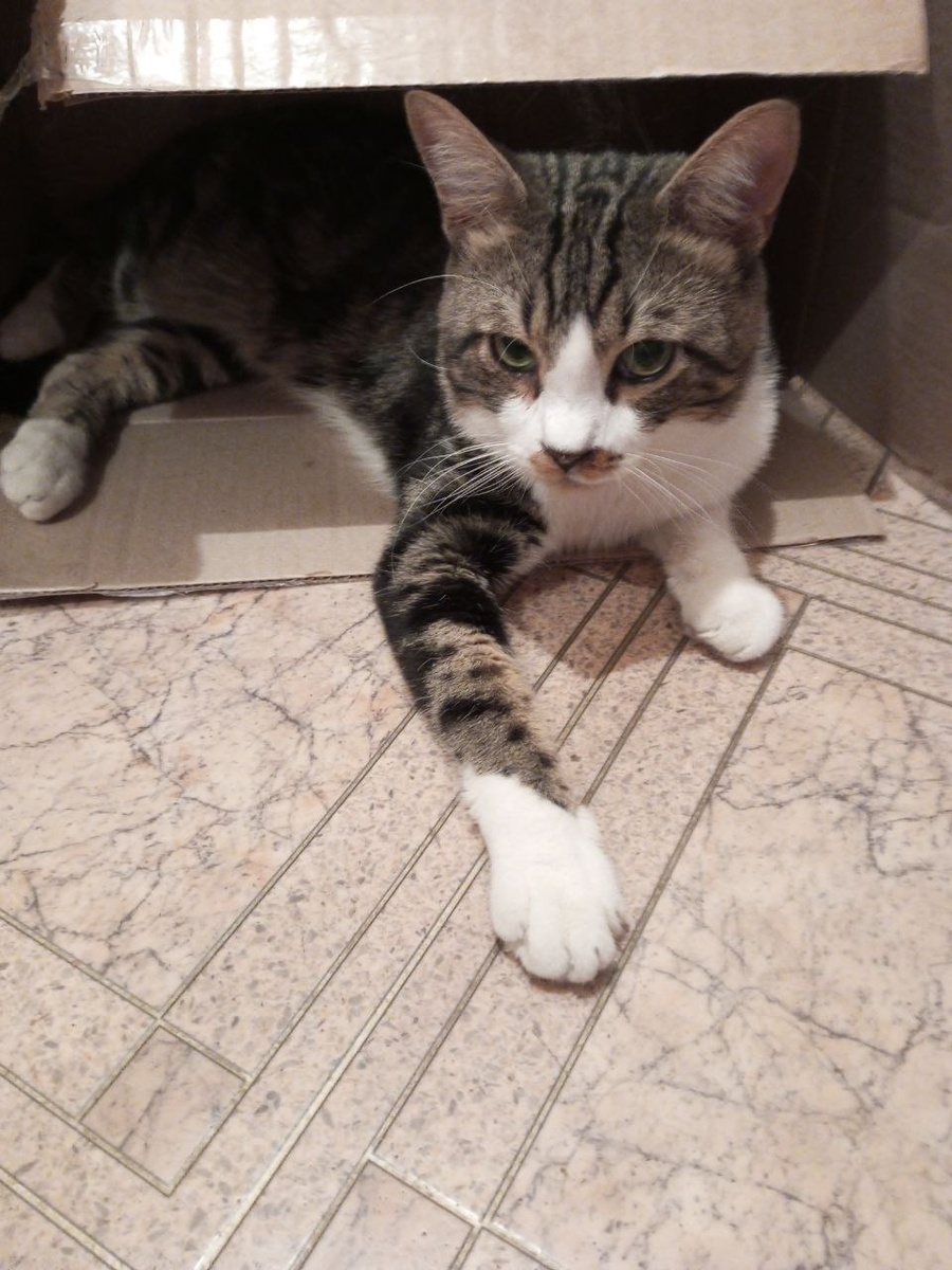   "Эта картонка моя!"  