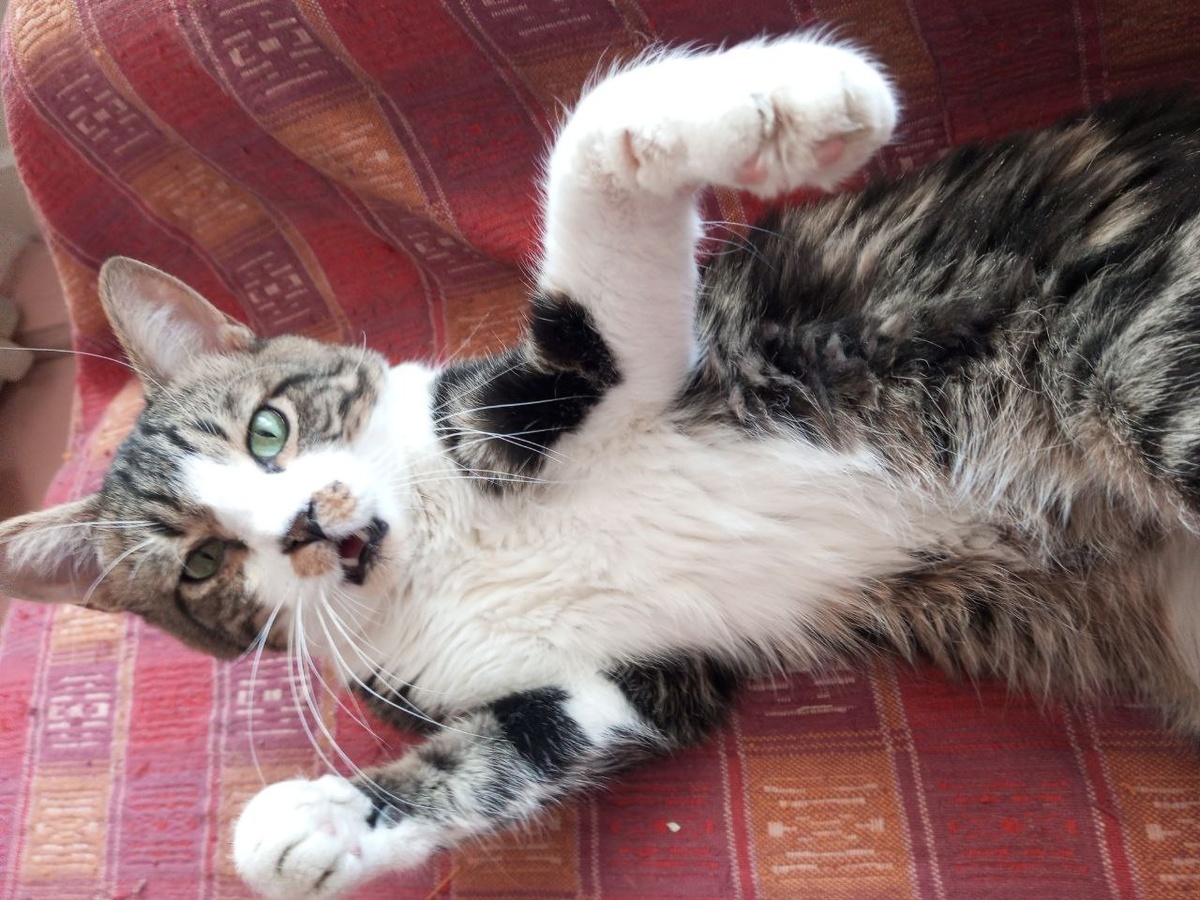  "Бицепсы видел?"