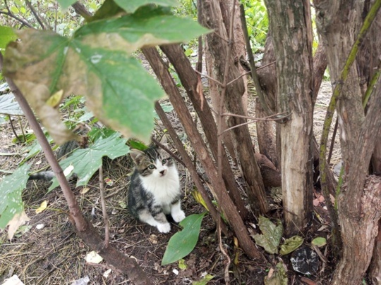 Вот он, Морс, боится, спрятался за листик!