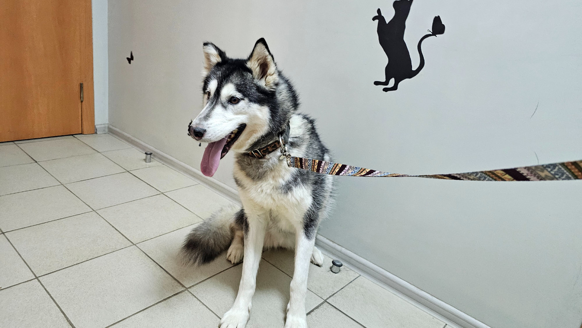 Малышка ждёт в ветклинике