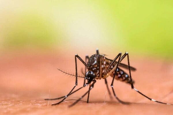 В 2025 году возможно нашествие комаров. Обложка © Shutterstock / FOTODOM / frank60