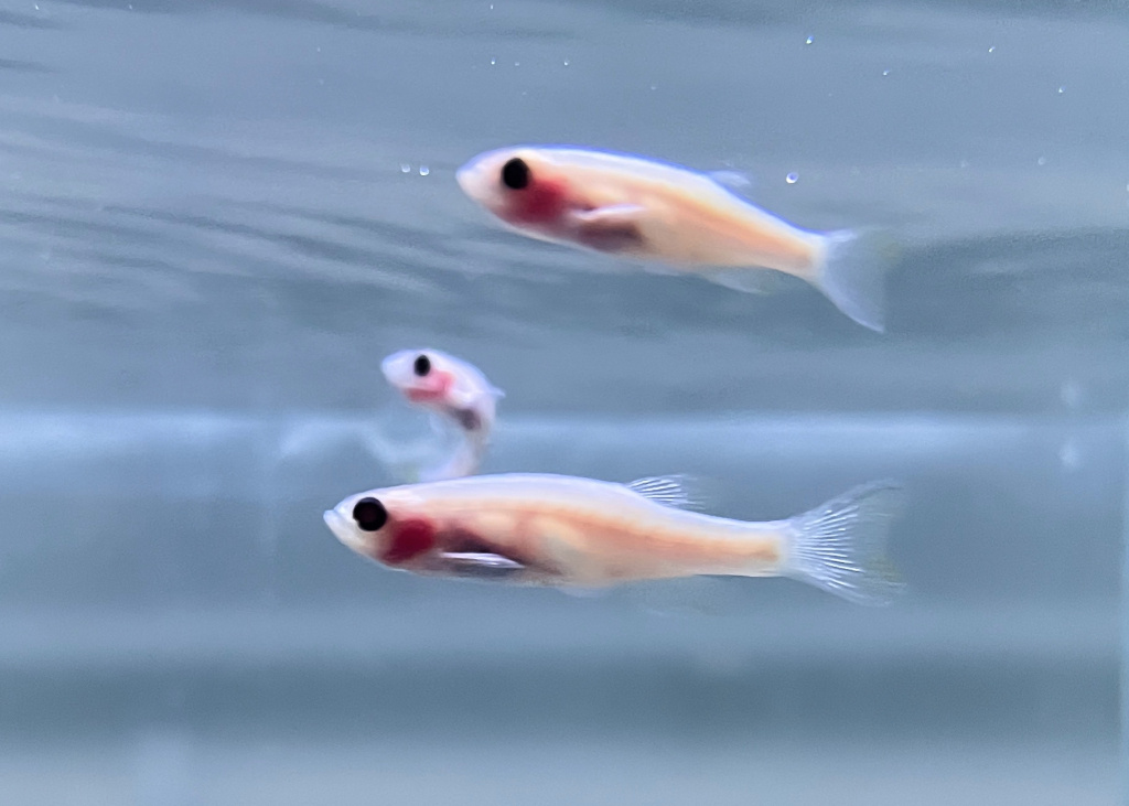    Фото: пресс-служба РАН