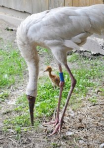    Фото: Марина Горянцева / Минприроды РФ