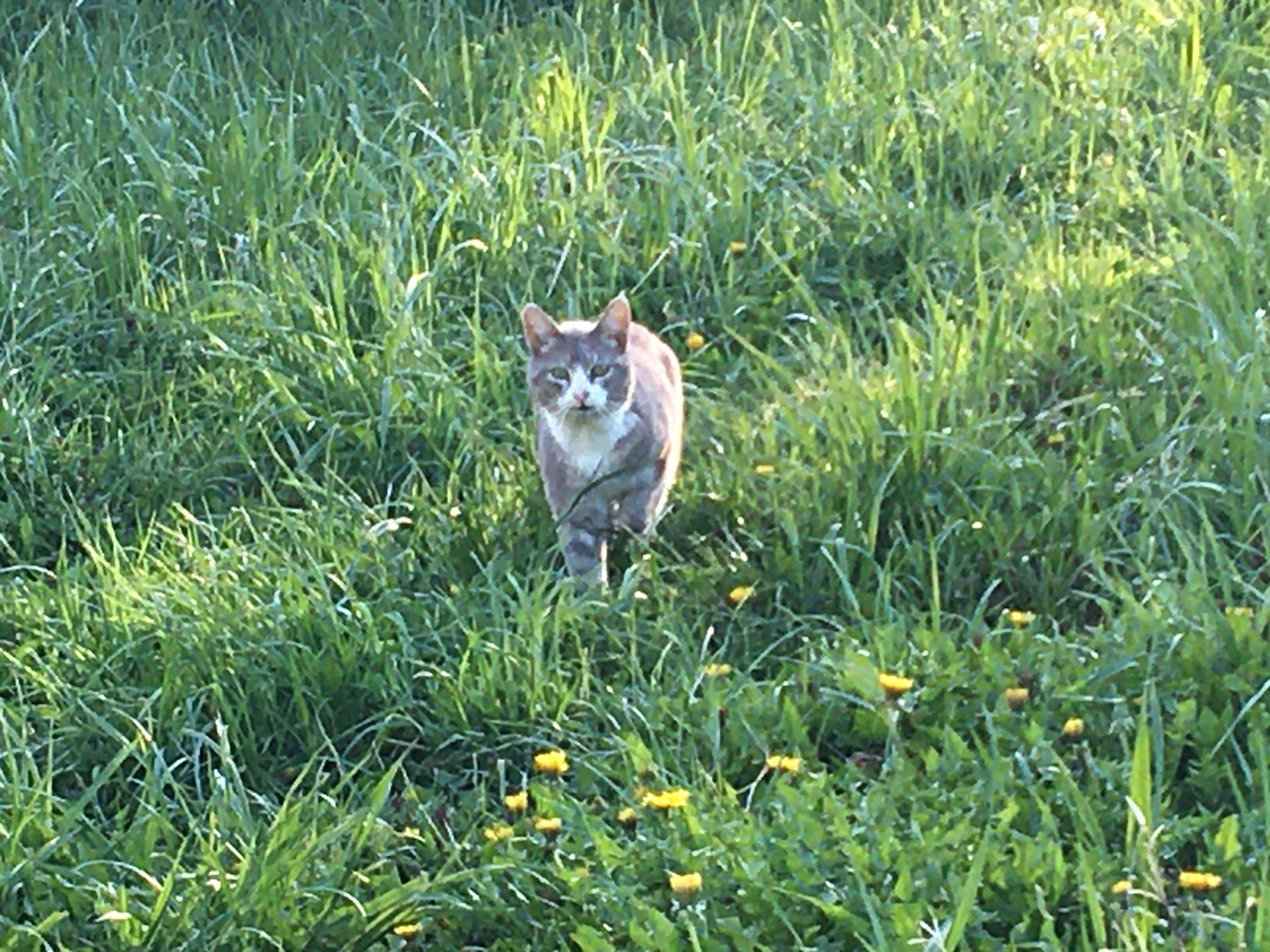 Вот он, Лоханкин. Фото автора