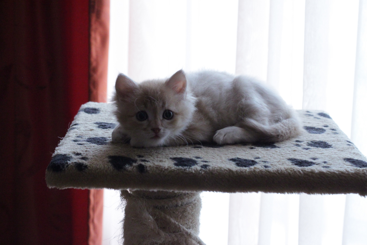 Маленький Беша. 2 месяца. Фото автора