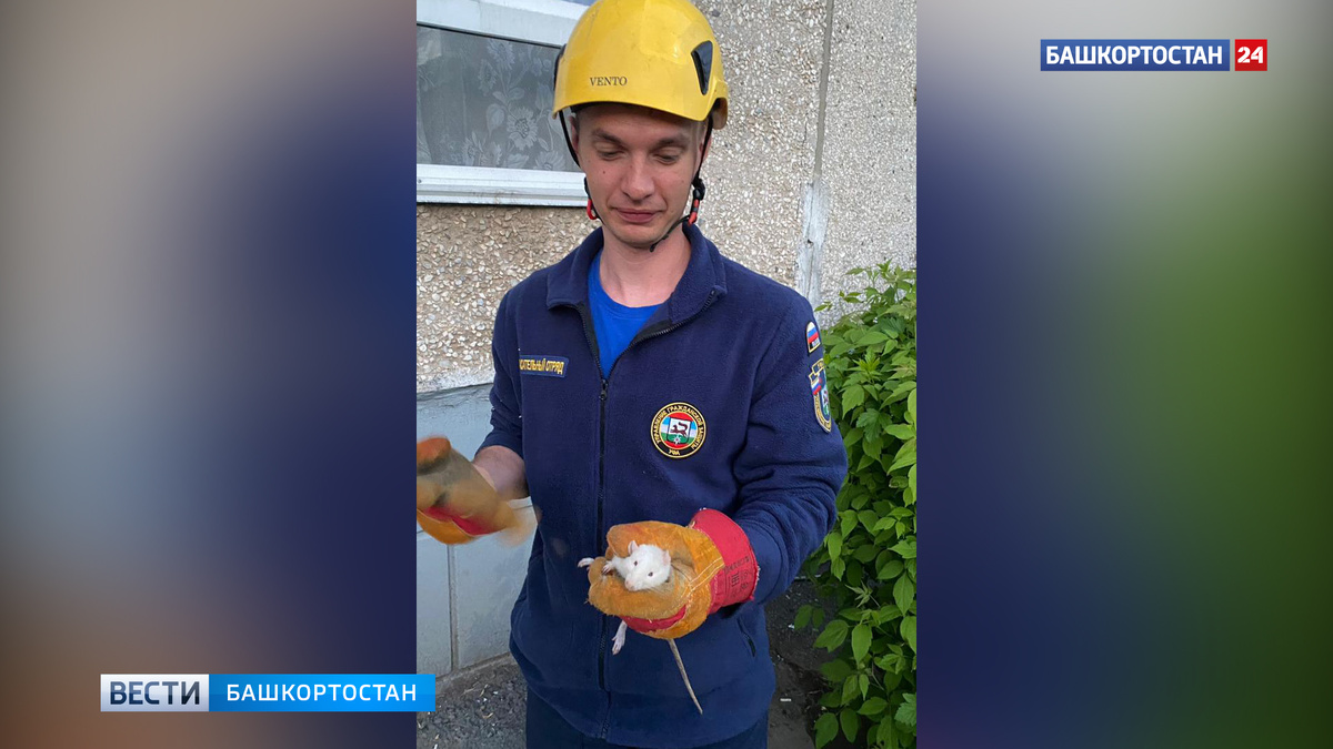    В Уфе спасли застрявшую в оконной створке домашнюю крысу