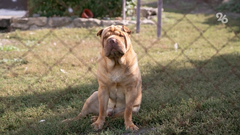      Фото: ИА «Победа26»