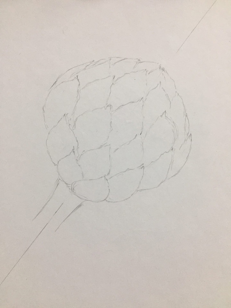 Рисунок артишока