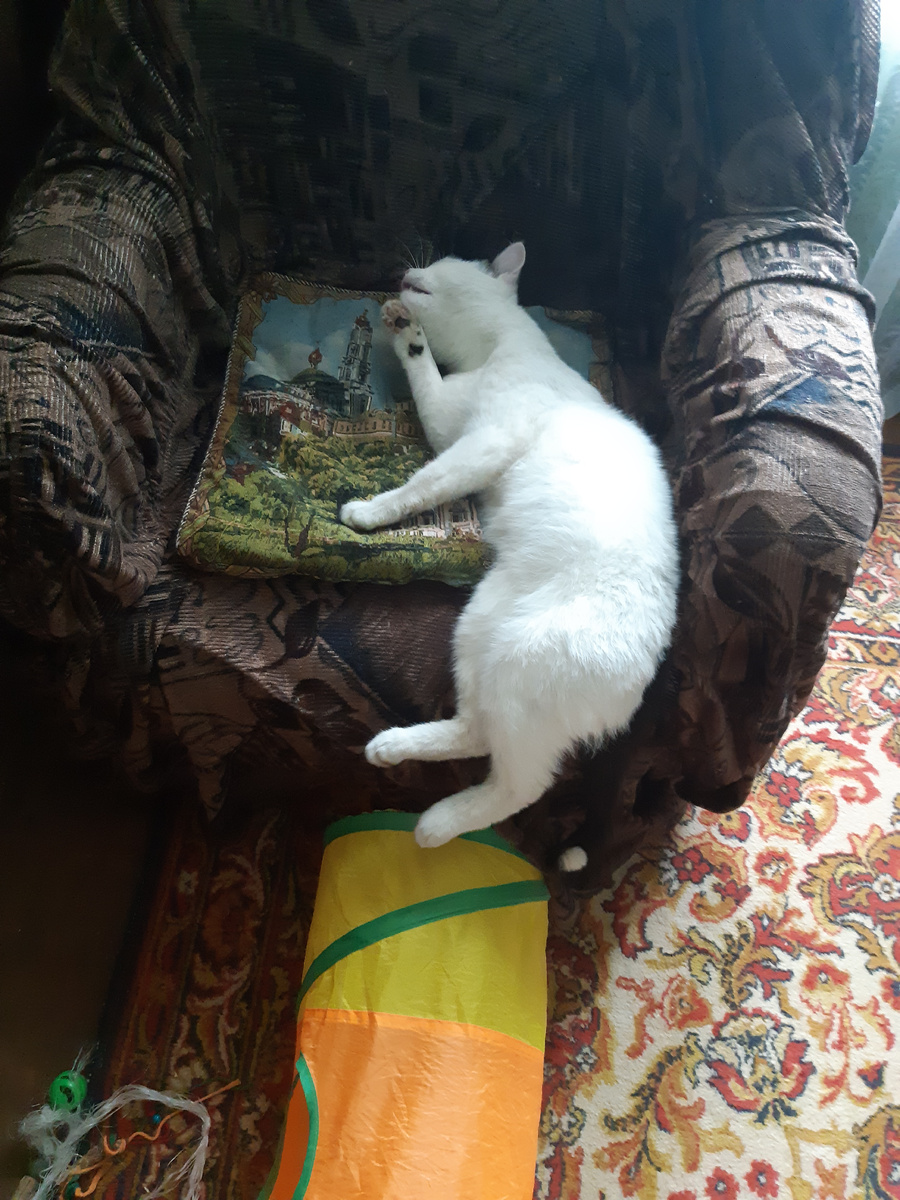 Что то тошно мне, мясо с кашей во мне, и хвосток не так, да и сам дурак.