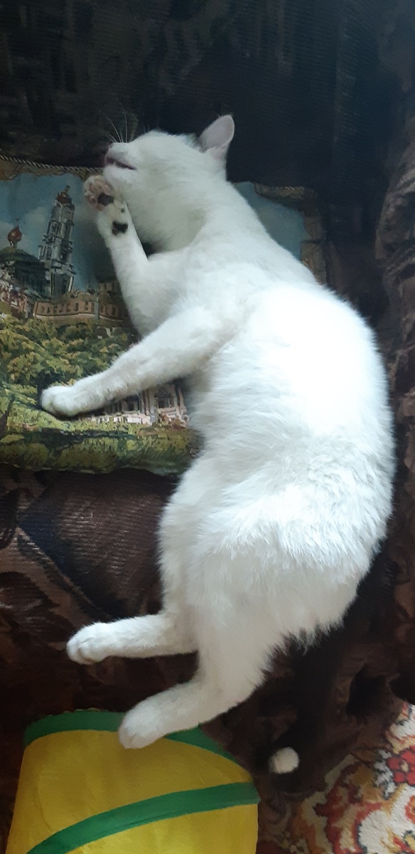 Гляжу я на кресло, тай думку гадаю, чогож я не Мери, чогож не рожаю.