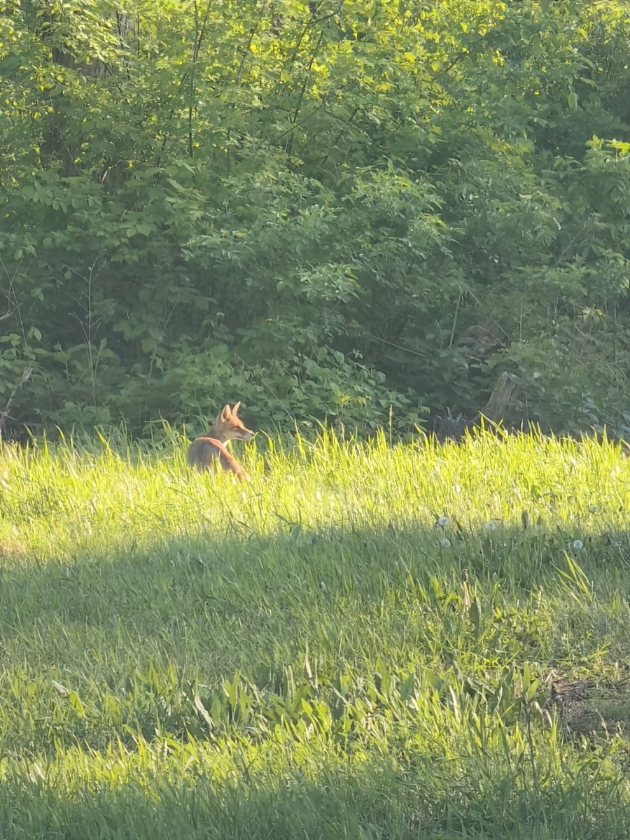 Фото: Минприроды Курской области
