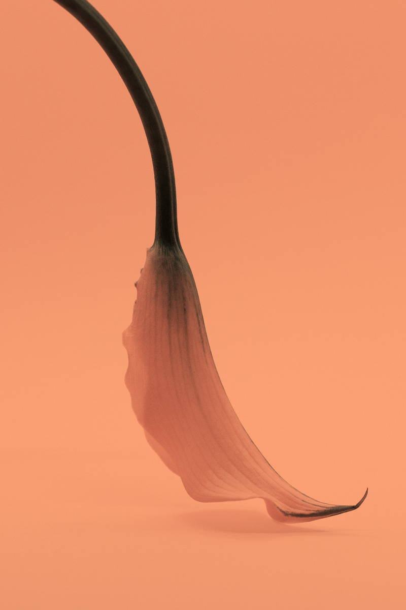 Photo by Kristina Skoreva on Unsplash