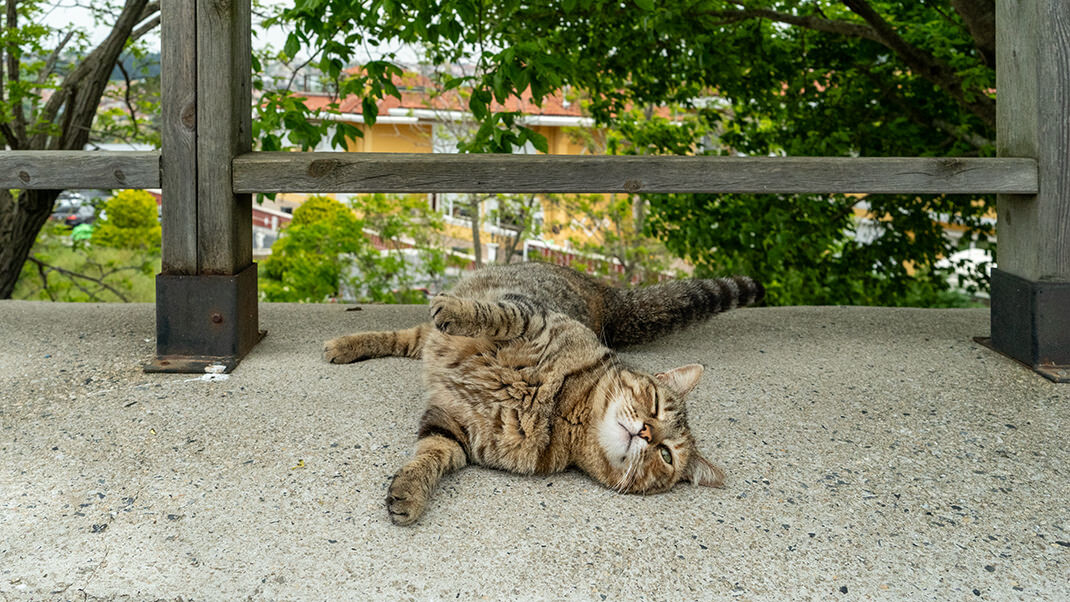 Гостей встречает довольный котик