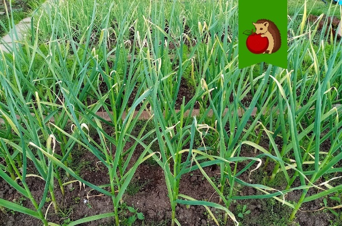 Июнь, чеснок наращивает головки