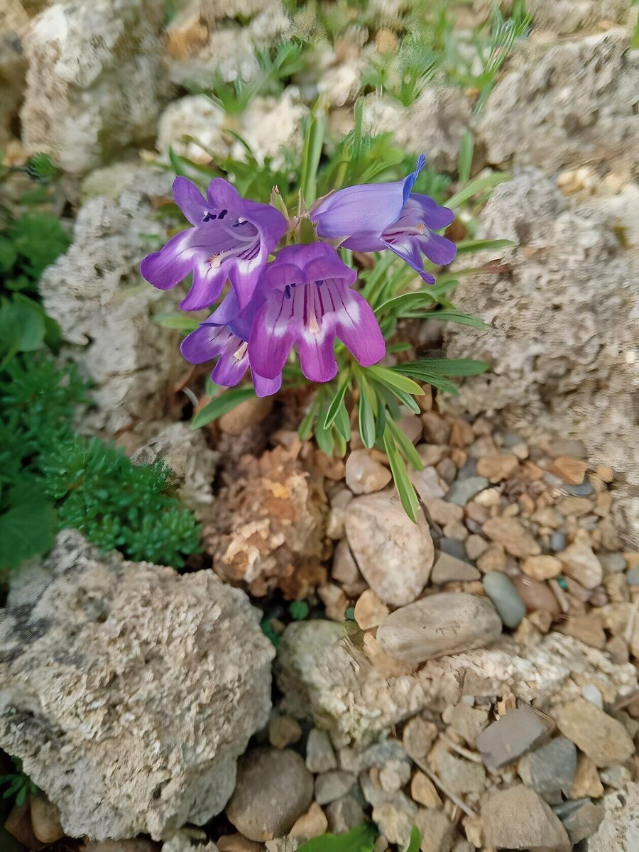 пенстемон Холла .