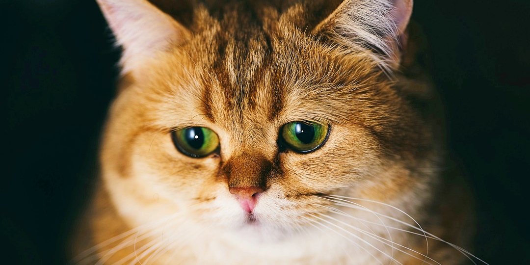 Откройте дверь