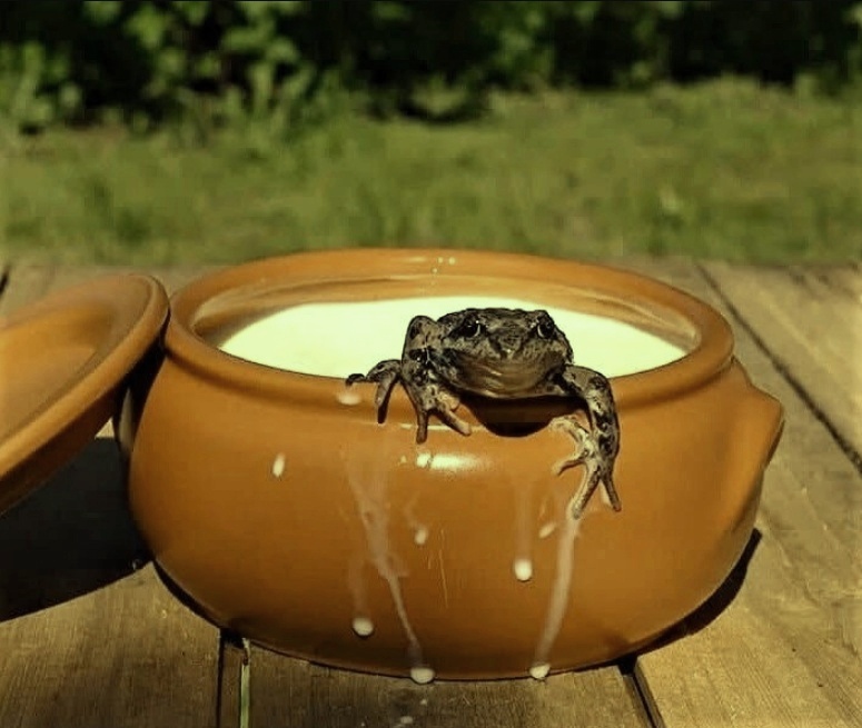 Лягушка помогала молоко сберечь