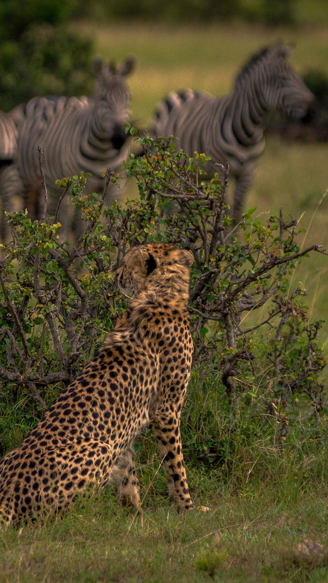 У гепардов, как и у других кошачьих, двойное обоняние: есть обычные обонятельные рецепторы для улавливания ароматов и сошниково-носовой орган в нёбе, который воспринимает феромоны, недоступные обычным рецепторам.