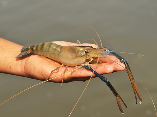    креветка//Фото: blog.tetra.net