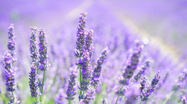     Цветы. Источник: vestivrn.ru Автор фото: Pxhere