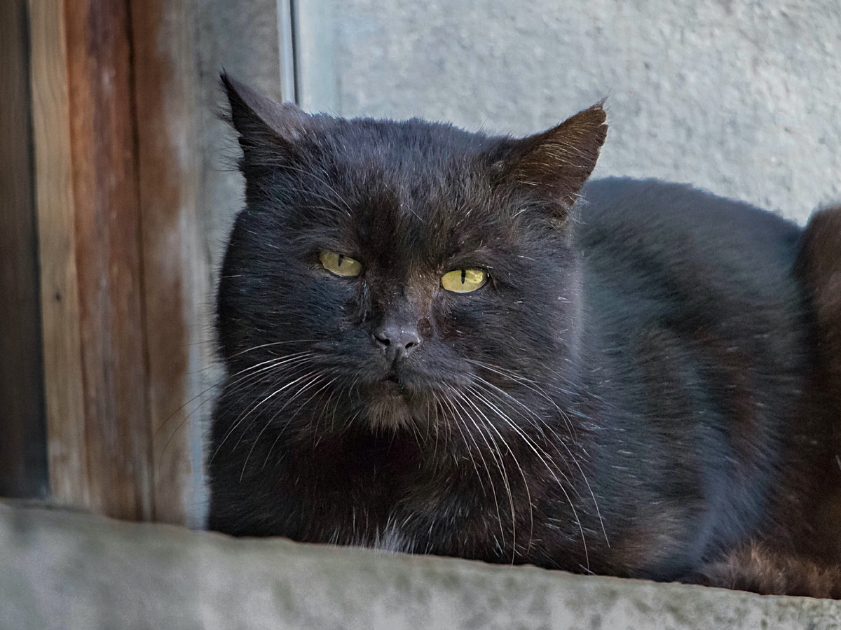 Фотография: xena_bestfriend, CC BY-NC-ND 2.0