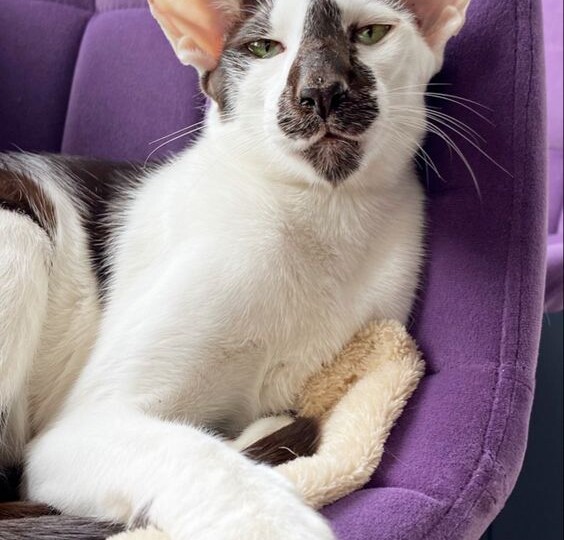 Сколько стоит ориентальная кошка и как не переплатить за нее?