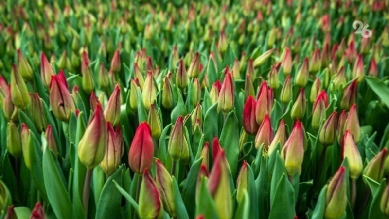      Фото: ИА «Победа26»