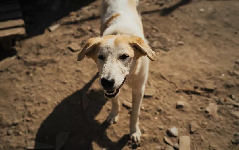    Говядина на 75 млн рублей, отлов бездомных собак и ремонт канализации: на что в Ижевске тратят бюджетные деньги