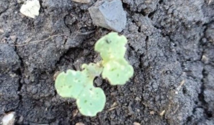    В Башкортостане возросла вредоносность крестоцветных блошек на яровом рапсе