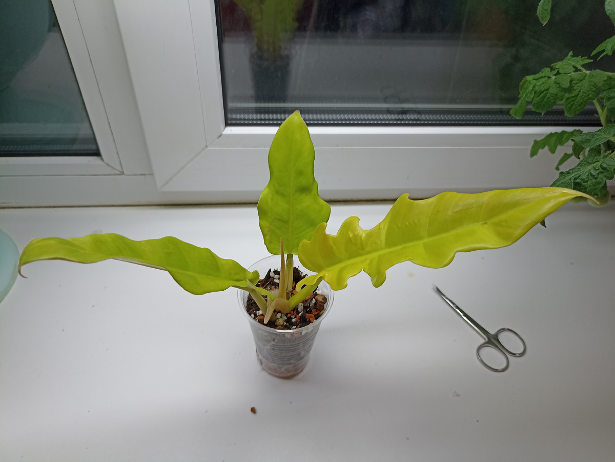 Первый вечер в доме. Декабрь-2022. А как вчера было!