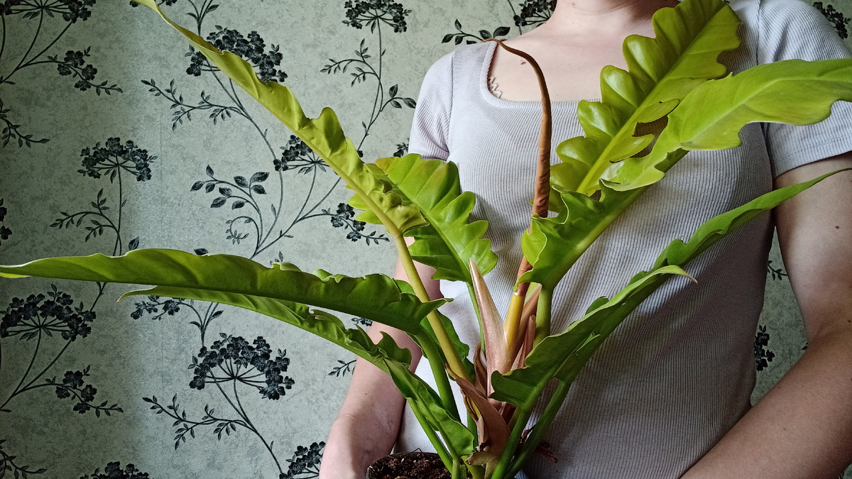 Филодендрон в июне 2023 года. Пик декоративности, на мой взгляд