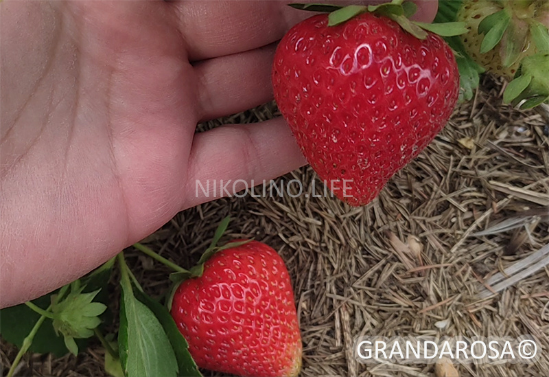 Грандароза (Grandarosa®), 24.06.24, начало созревания