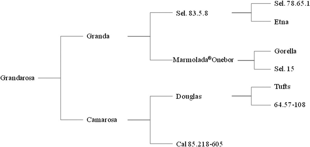 Грандароза (Grandarosa®) происхождение, фото: HORTSCIENCE