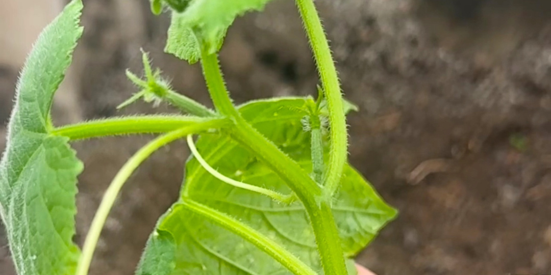 Налейте в огурцы — и они сразу завяжут кучу завязей и заплодоносят! Сразу 5 лучших подкормок