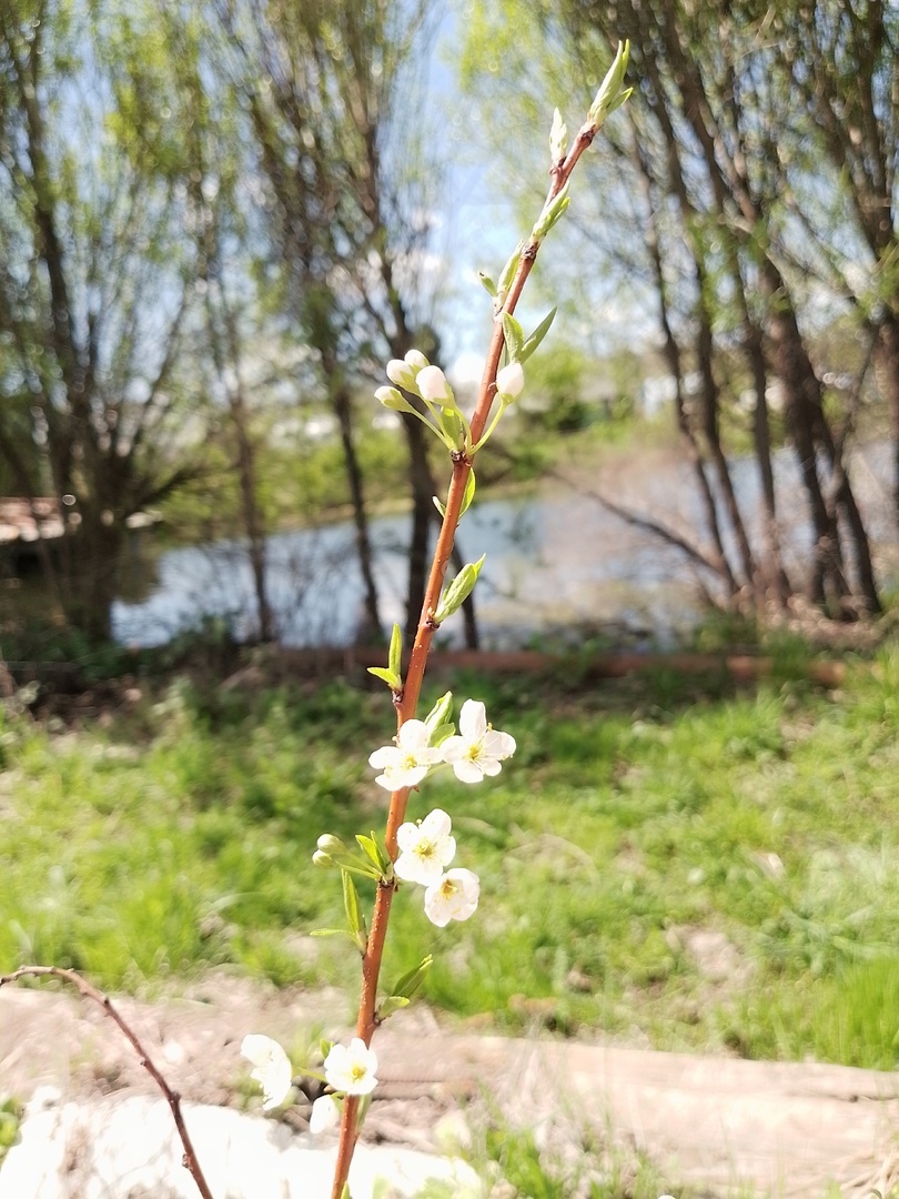 Будем ждать первый урожай