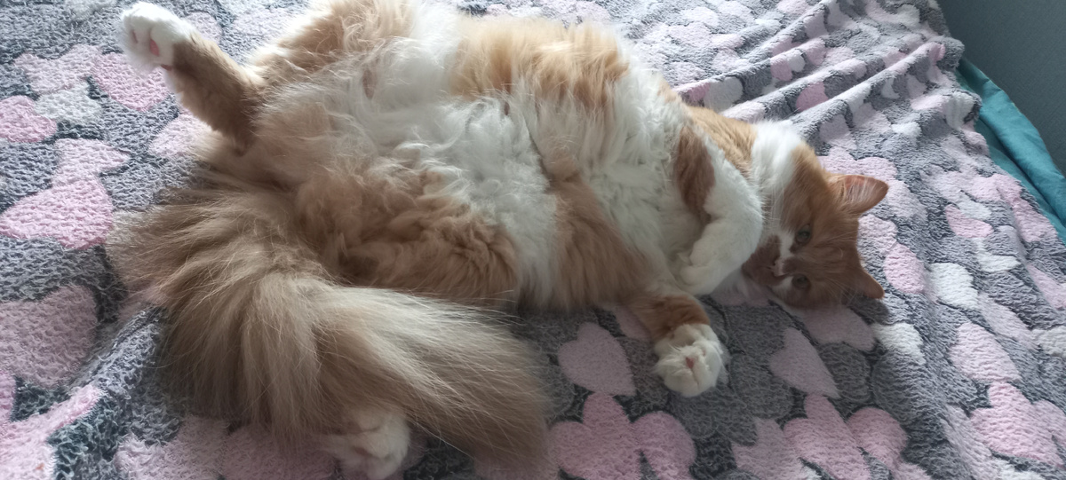 Кот Степан (фото личное)