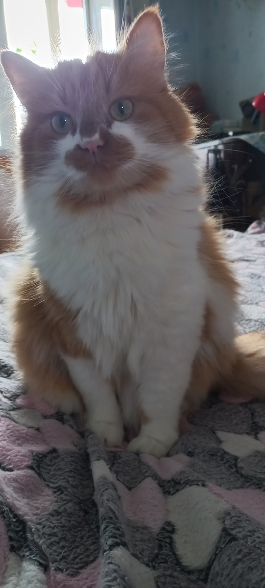 Кот Степан (фото личное)