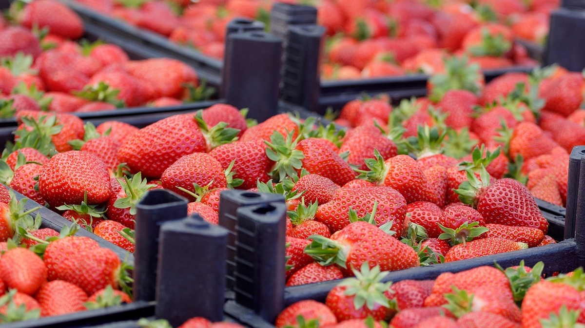     Фото: Алексей Куликов