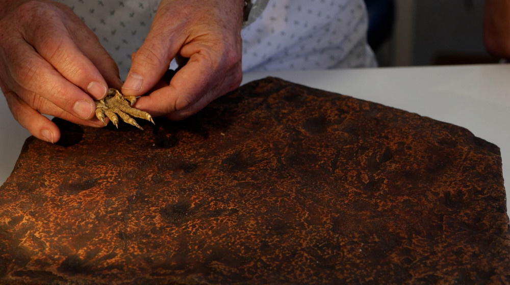    Древние рептилии появились на 30 миллионов лет раньше чем считалось