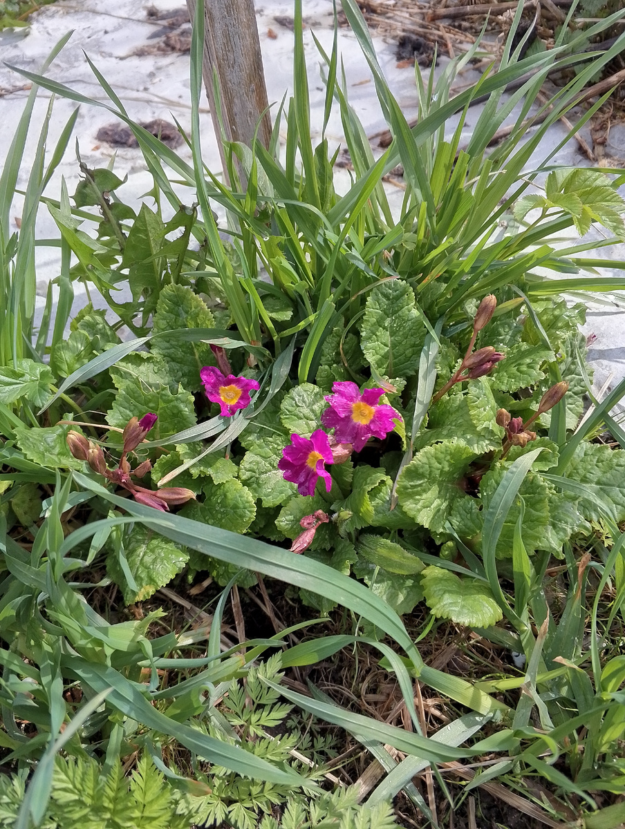 Примулы на 2 ом участке 🌸