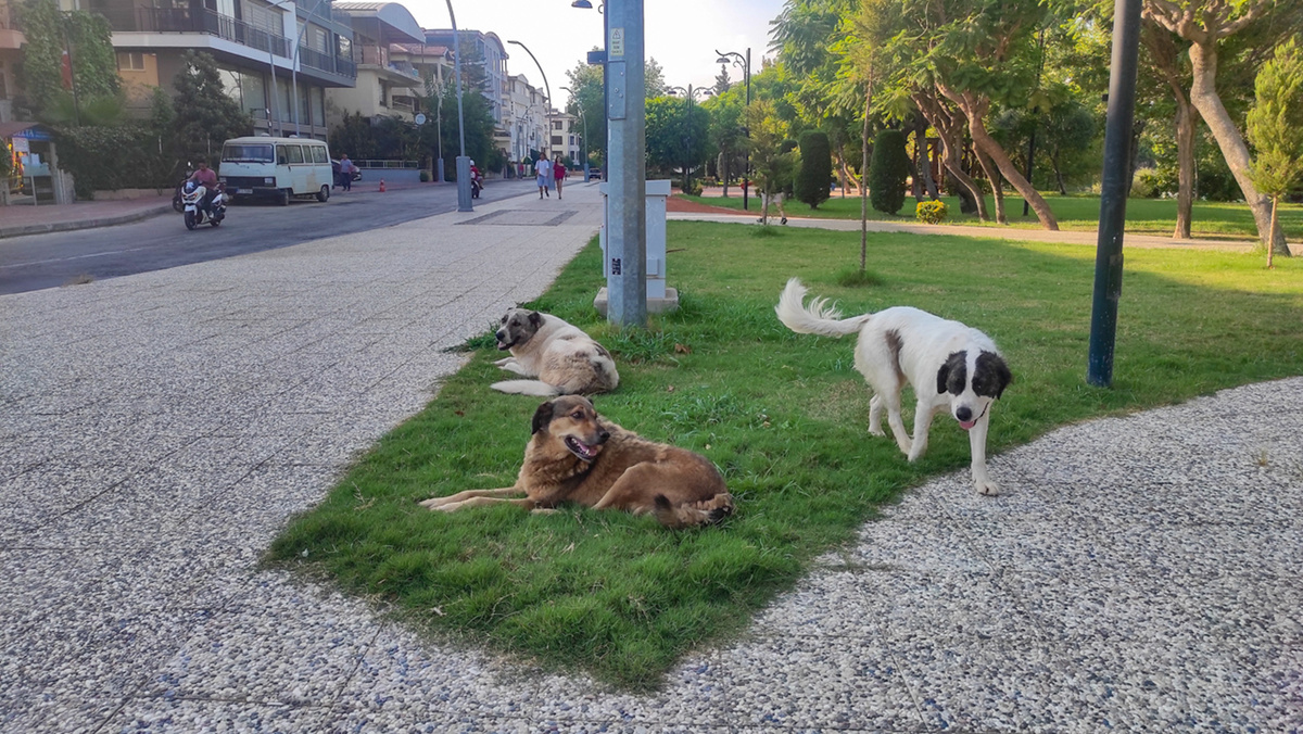 Ребенка, которого покусали, отправили на амбулаторное лечение.  Фото: Наталья Ельцова